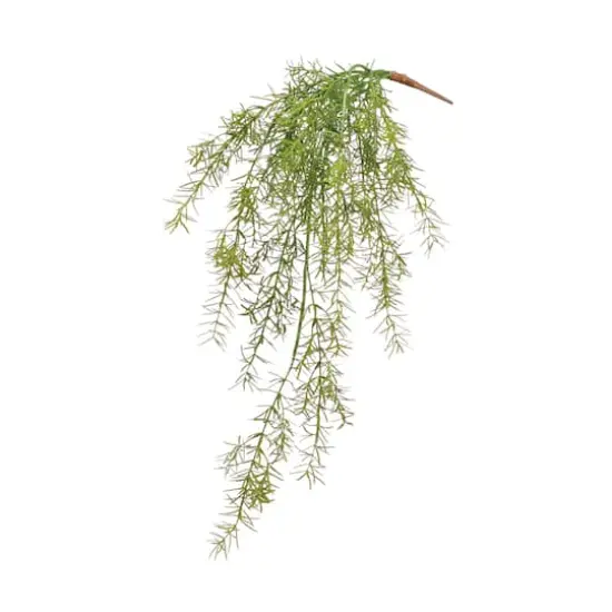 Asparagus Fern Hanging Bush {1}