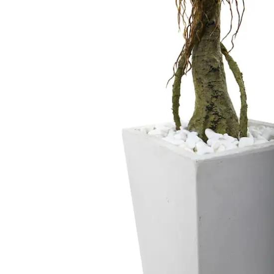 4.5ft. Potted Ficus Tree in Decorative White Planter {4}