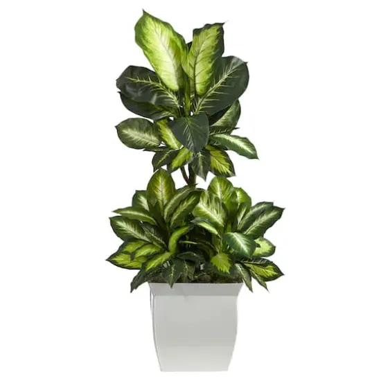 4ft. Golden Dumb Cane Plant in White Metal Planter {1}