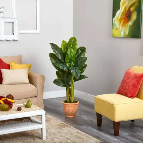 4ft. Triple Stalk Banana Tree in Terra-Cotta Planter {4}