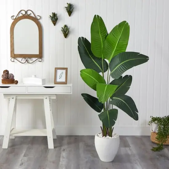 5.5ft. Travelers Palm Tree in White Planter {4}