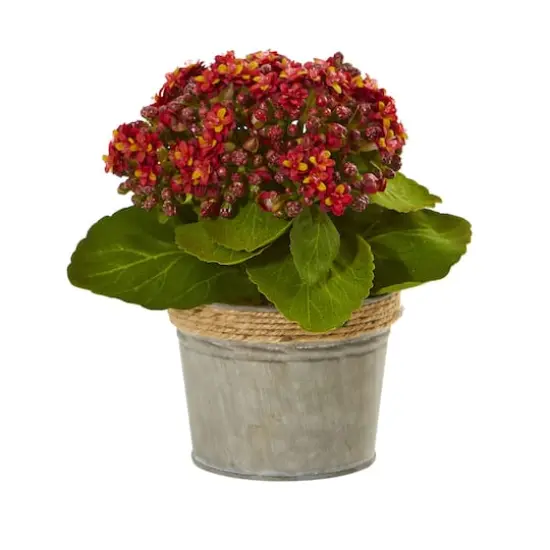 9" Kalanchoe Arrangement in Decorative Pot, 3ct. {5}