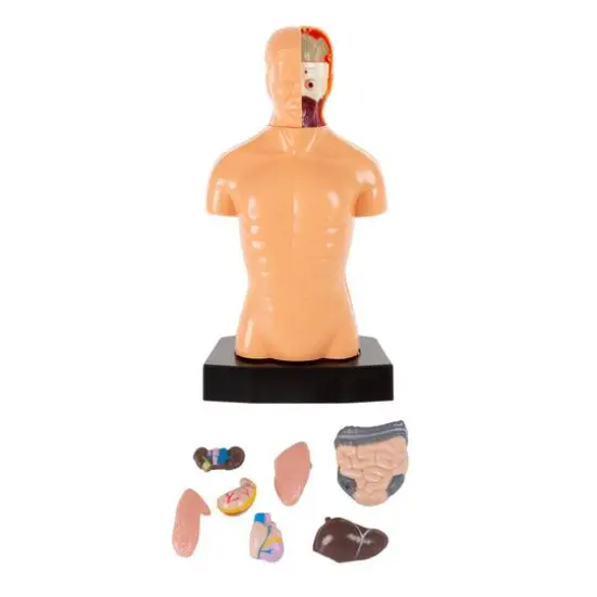 Toy Time Human Anatomy Model for Laboratory Learning {4}