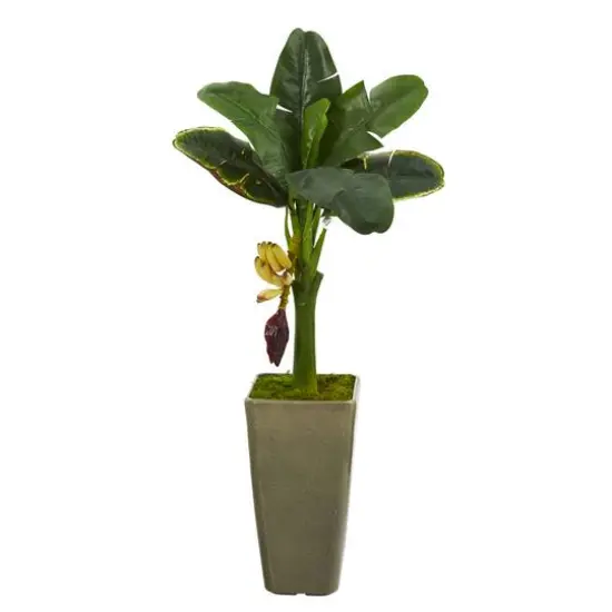 3ft. Banana Tree in Olive Green Planter {1}