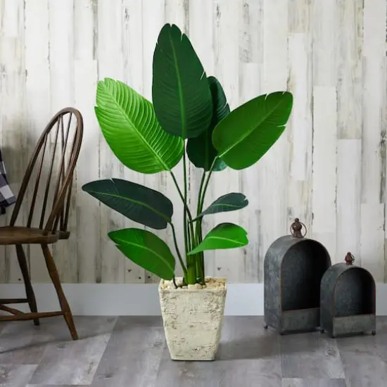 4ft. Travelers Palm Tree in Country White Planter {4}