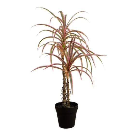 2ft. Potted Dracaena Marginata Plant {1}