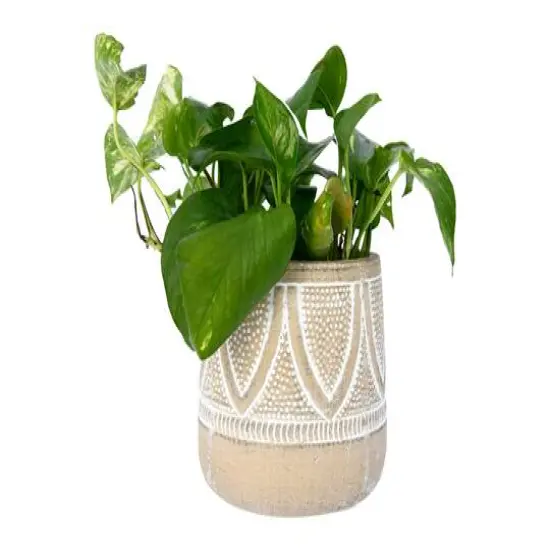 Hello Honey&reg; 6" Whitewash Finish Embossed Terra Cotta Planter {4}