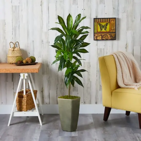 4.5ft. Dracaena Plant in Green Planter {4}