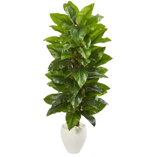 5ft. Large Leaf Philodendron in White Planter {1}