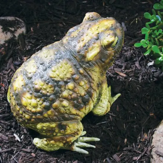 10" Green Frog by Ashland&reg; {3}