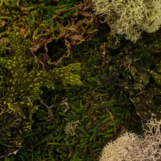 Moss Variety Pack by Ashland&reg; {5}