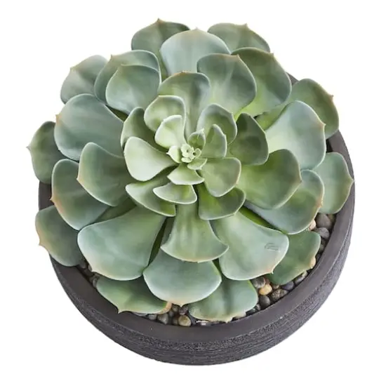 10" Giant Echeveria Succulent in Decorative Bowl {3}