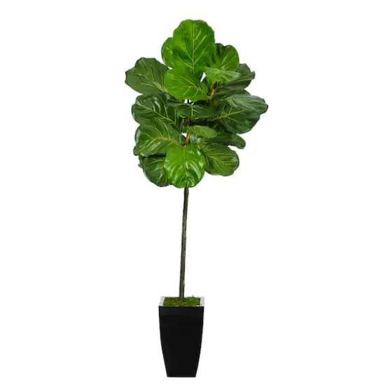 4.5ft. Fiddle Leaf Tree in Black Metal Planter {1}