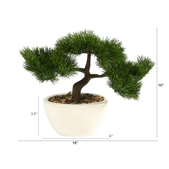 10" Cedar Bonsai Tree in White Planter {3}