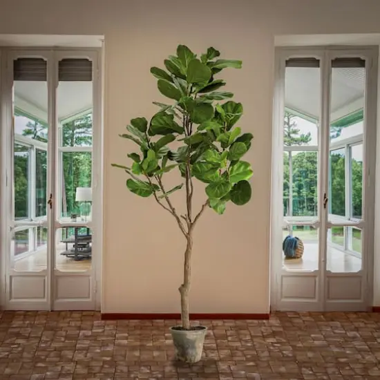 6.5ft. Fiddle Leaf Fig Tree {3}