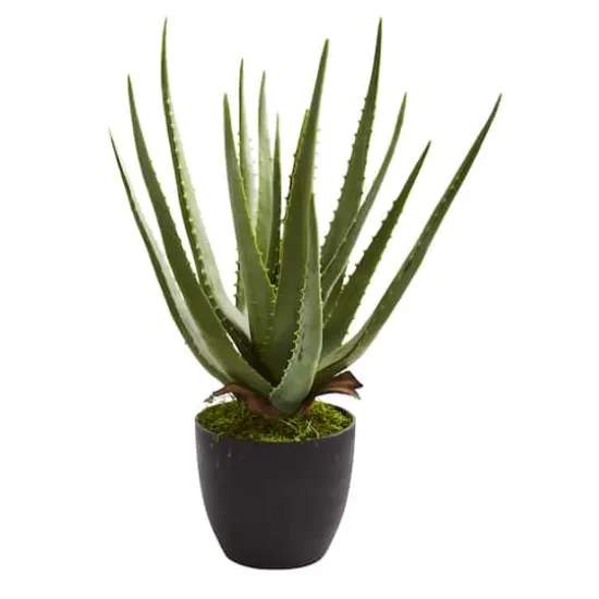 18" Potted Aloe Plant, 2ct. {3}
