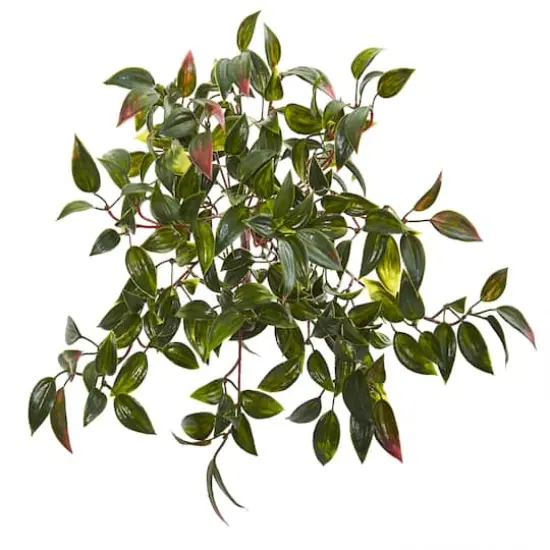 15" Mini Melon Plant, 6ct. {1}