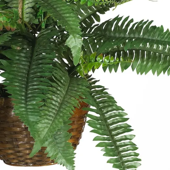 18" Boston Fern Hanging Basket {4}