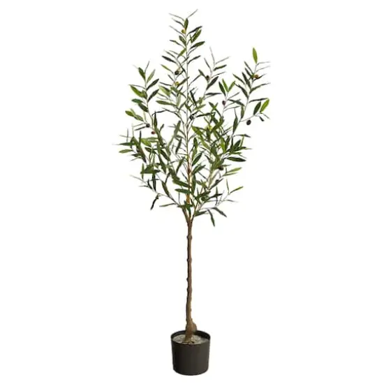 5ft. Potted Olive Tree {1}