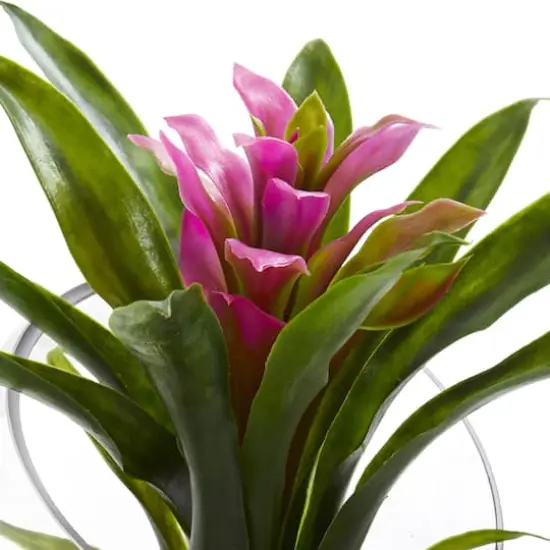 8" Purple Tropical Bromeliad Arrangement in Angled Vase {3}