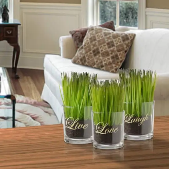 3-Piece Round Sprout-Filled Glass Assortment {3}