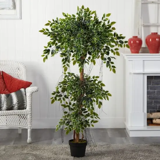 5ft. Potted Elegant Ficus Tree {3}