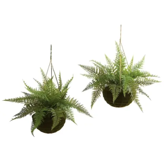 13'' Leather Fern in Mossy Hanging Basket, 2ct. {1}