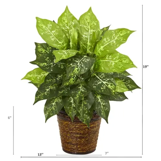 19'' Dumb Cane Plant in Basket {3}