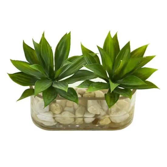 6.5" Mini Agave Succulent Arrangement in Glass Vase {3}