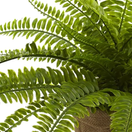 15" Boston Fern with Burlap Planter, 2ct. {3}