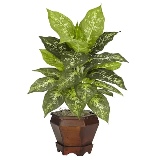 20.5" Variegated Dieffenbachia In Wood Vase, 2ct. {3}