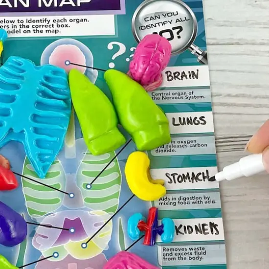 ArtSkills&reg; Epic Lab Human Anatomy STEM Kit {9}