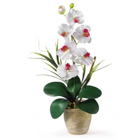 21" Moth Orchid Flower Arrangement in Ceramic Pot White {1}