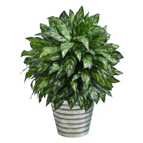 3ft. Silver King Plant in Decorative Tin Bucket {1}