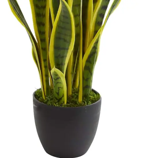 26in. Potted Sansevieria Plant {4}