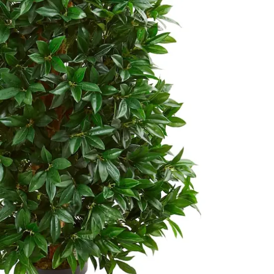 5ft. Potted Bay Leaf Cone Topiary Tree {3}