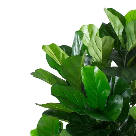 6ft. Dark Green Potted Fiddle Leaf Fig Tree {4}