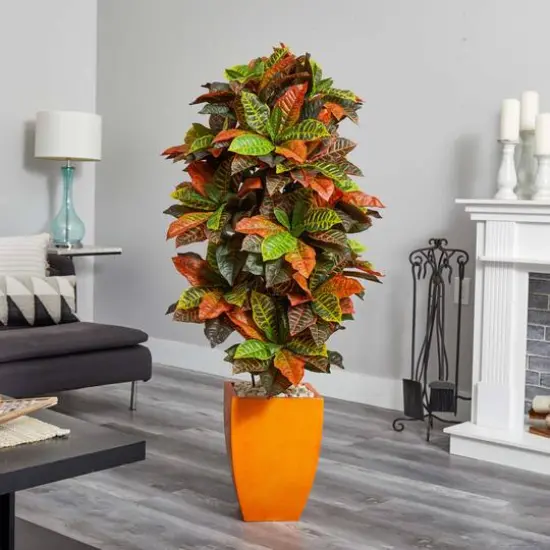 5.5ft. Croton Plant in Orange Planter {3}