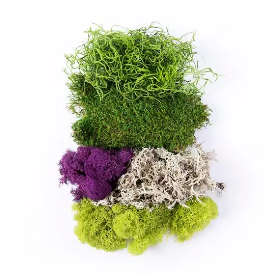 SuperMoss&reg; Purple & Green Preserved Mixed Moss {4}