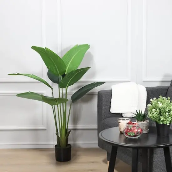 4ft. Travelers Palm in Black Planter {4}
