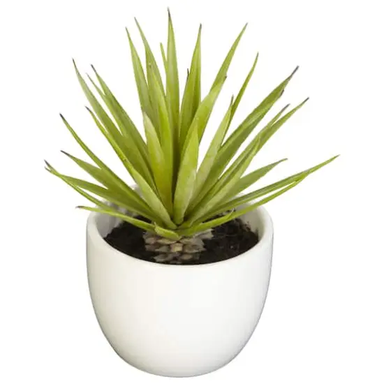 Potted Agave Plant Collection 3ct. {3}