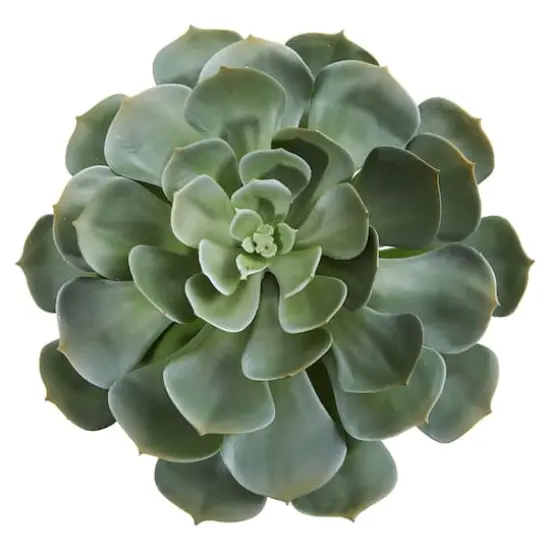 Green Giant Echeveria Succulent Pick, 2ct. {3}