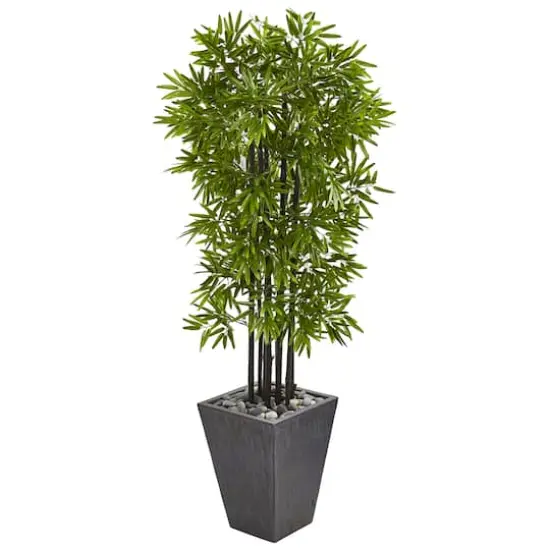 5ft. Bamboo Tree with Black Trunks in Slate Planter {1}
