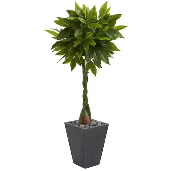 5ft. Money Tree in Slate Planter {1}