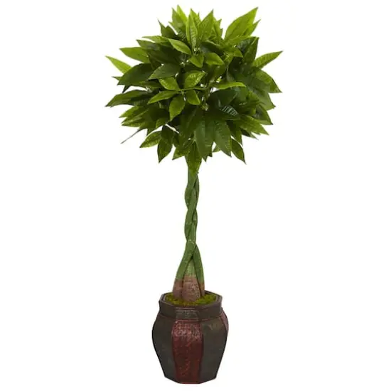 5ft. Money Tree in Decorative Planter  {1}