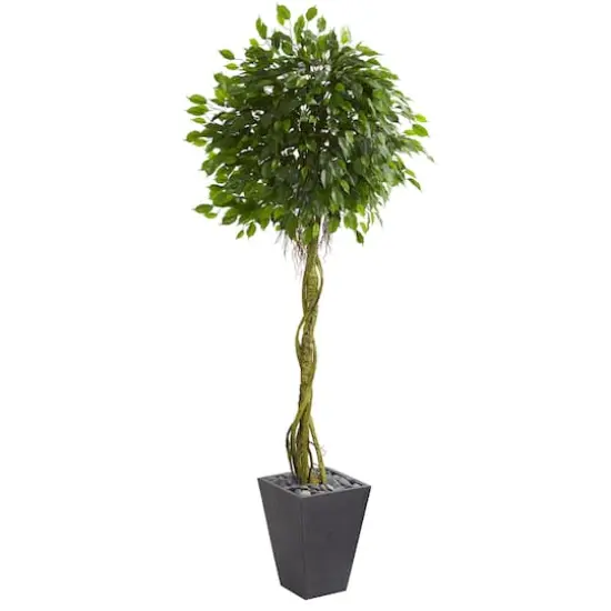 6ft. Ficus Tree in Slate Tower Planter {1}