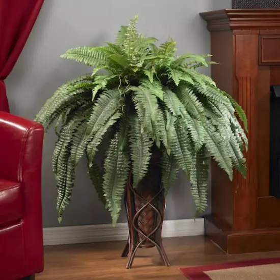 3ft. Boston Fern Plant in Stand {4}