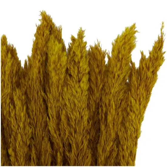 Dried Plant Pampas Natural Foliage with Long Stems Yellow {5}