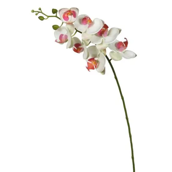 White Orchid Stem {1}