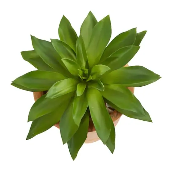 11" Giant Succulent in Terracotta Planter {3}